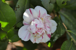Camellia japonica Camelion)                              